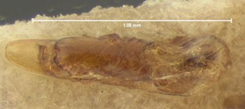 Media type: image;   Entomology 7309 Aspect: genitalia